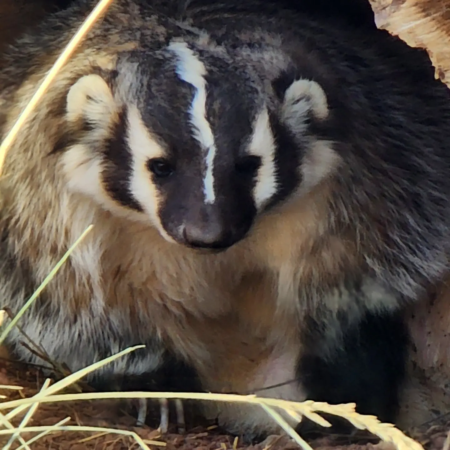 Badger at Bearizona